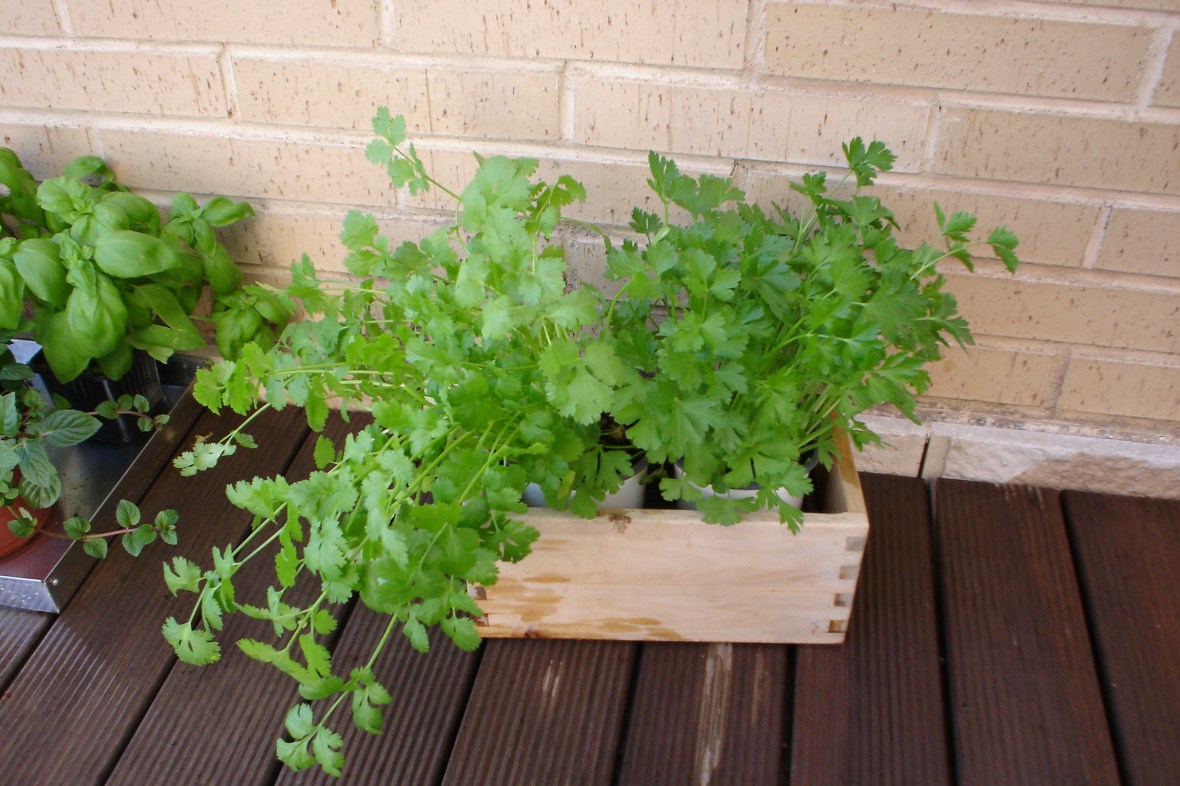 perejil-cilantro