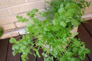cilantro